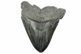 Huge, Fossil Megalodon Tooth - South Carolina #226644-1